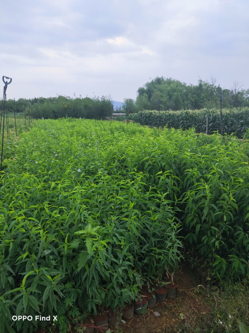 雪桃、冬桃、五月脆红桃品种保证，量大从优，免费技术指导