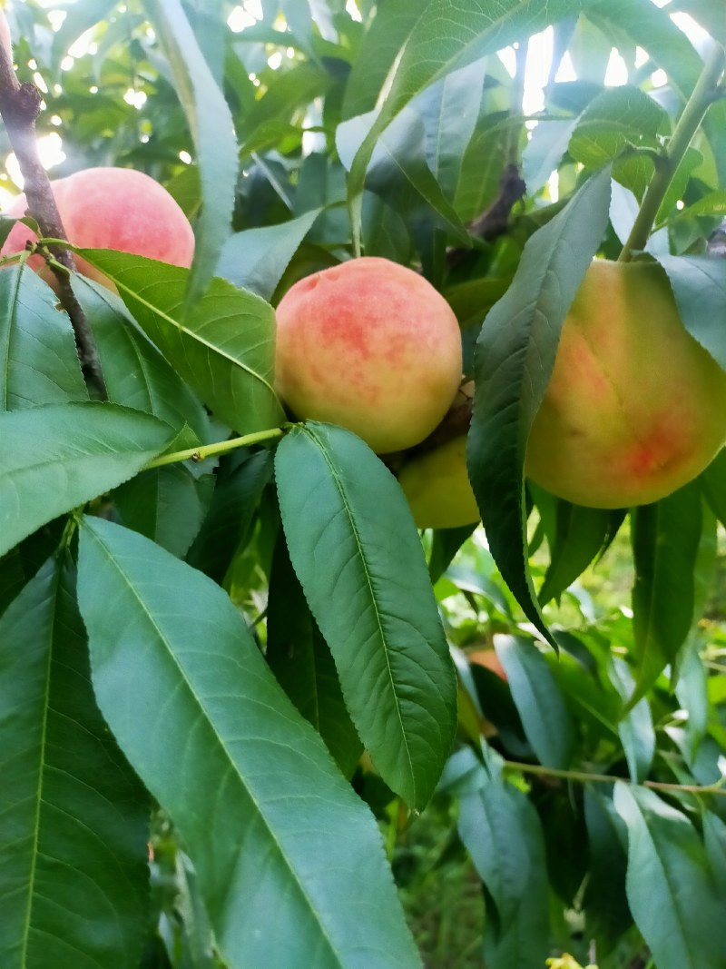 白凤桃，口味，脆，微甜