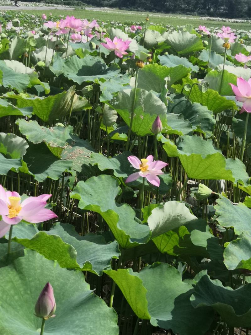宁都新鲜水果莲蓬，莲珠子大量上市中