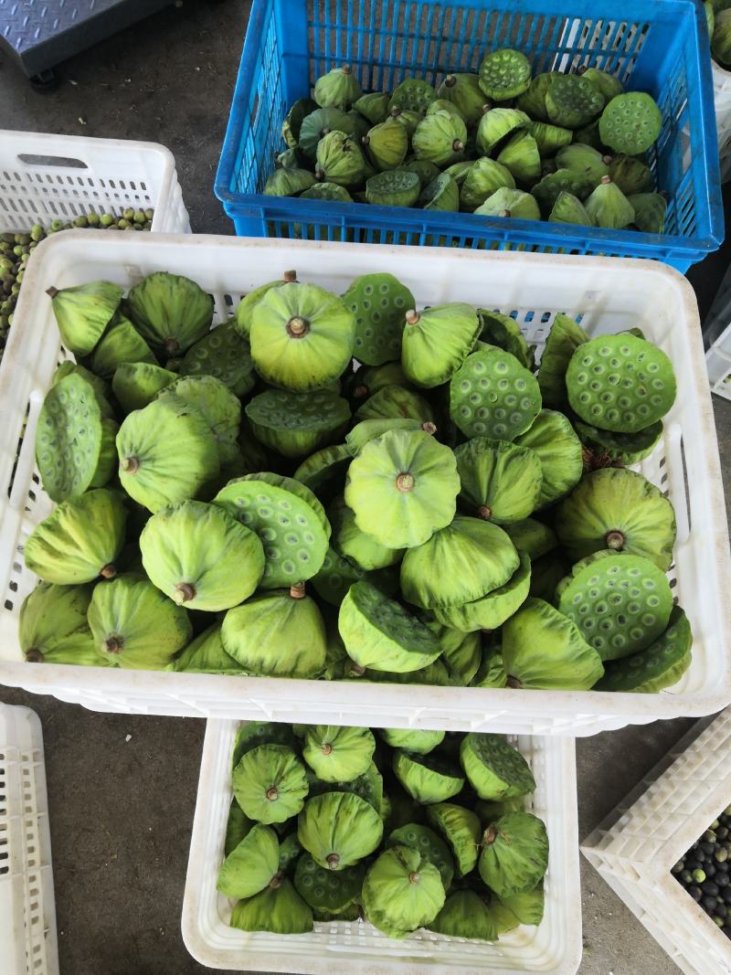 宁都新鲜水果莲蓬，莲珠子大量上市中