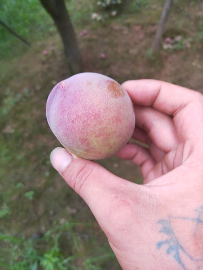 黑布林红布林大量上市