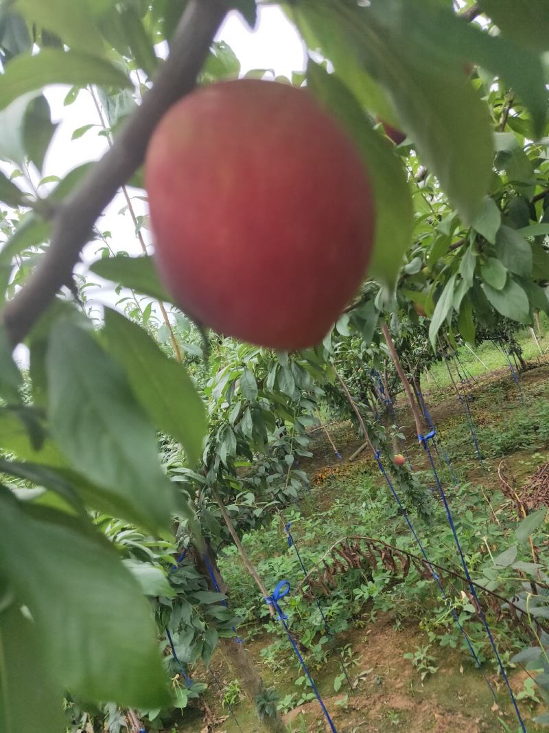 黑布林红布林大量上市