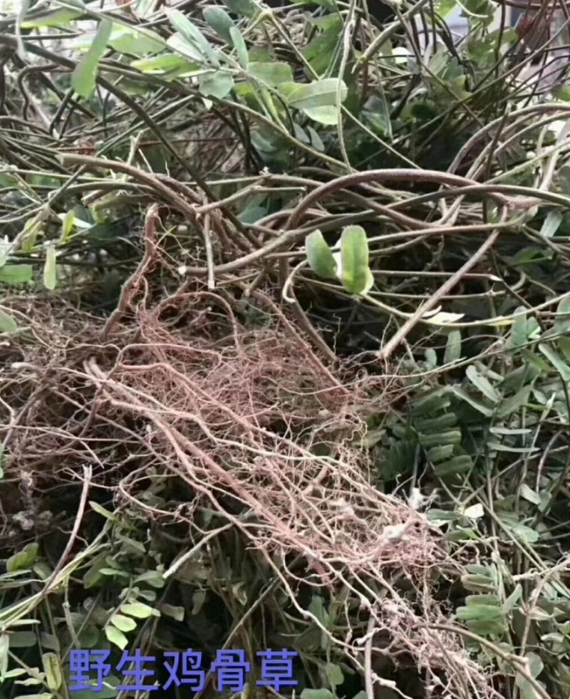 肇庆本地户外大山深处靓鸡骨草批发零售