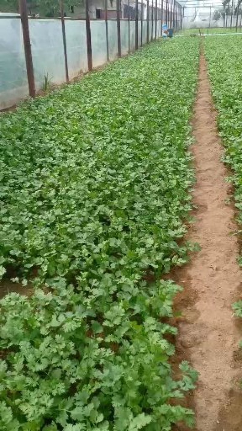 精品优质大棚香菜大量上市中，欢迎各位老板前来采购。
