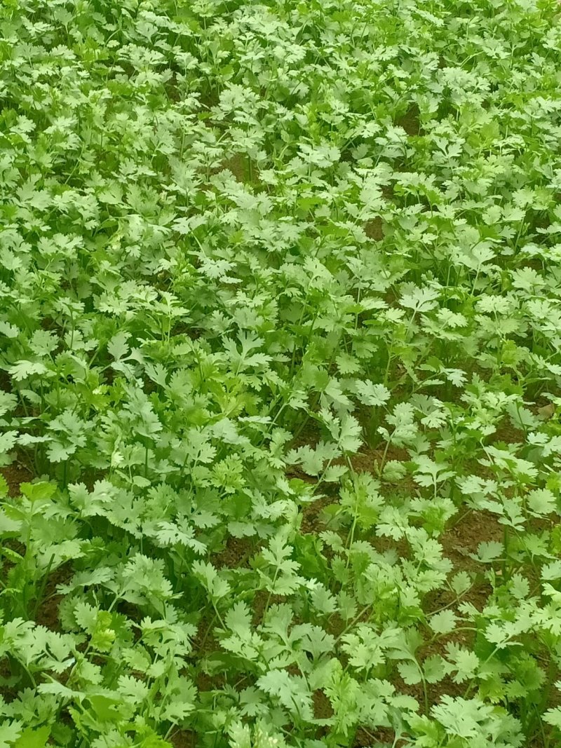 精品优质大棚香菜大量上市中，欢迎各位老板前来采购。