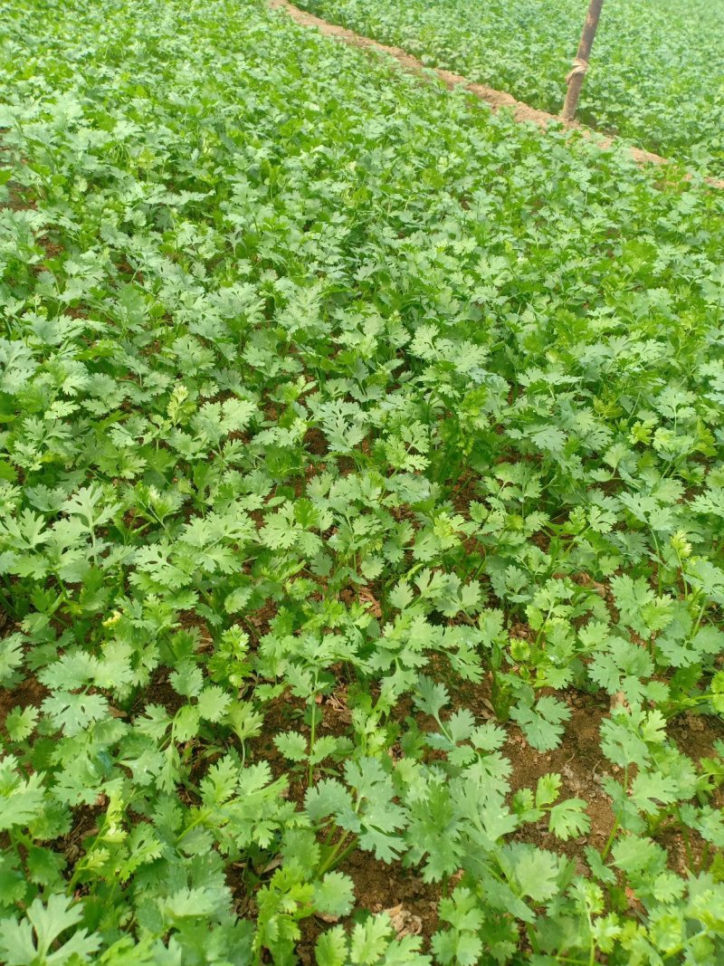 精品优质大棚香菜大量上市中，欢迎各位老板前来采购。