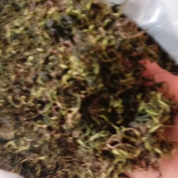 蒲公英，常年批发供应药食同源蒲公英中药材量大从优