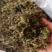 蒲公英，常年批发供应药食同源蒲公英中药材量大从优