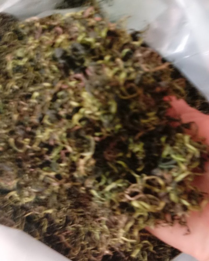 蒲公英，常年批发供应药食同源蒲公英中药材量大从优