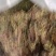 蒲公英，常年批发供应药食同源蒲公英中药材量大从优