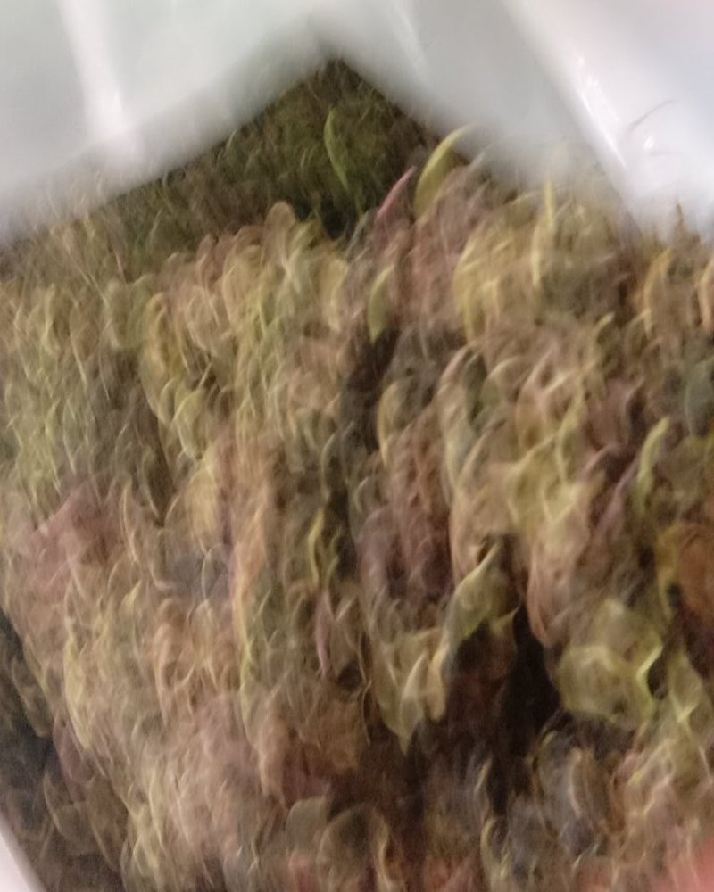 蒲公英，常年批发供应药食同源蒲公英中药材量大从优