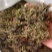蒲公英，常年批发供应药食同源蒲公英中药材量大从优