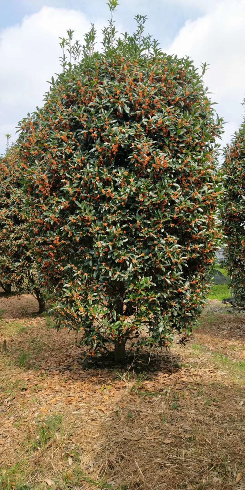 出售丹桂（金桂），精品丹桂，规格多，产地直销，价格面议