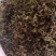蒲公英，常年批发供应药食同源蒲公英中药材量大从优