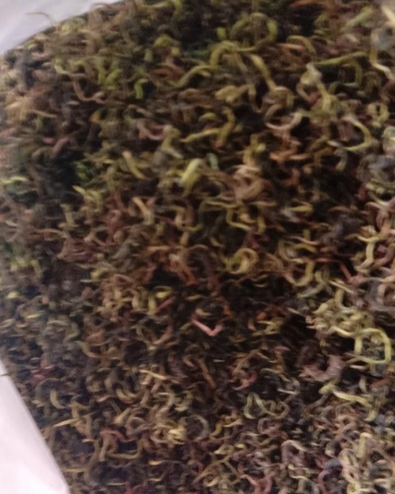 蒲公英，常年批发供应药食同源蒲公英中药材量大从优