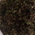 蒲公英，常年批发供应药食同源蒲公英中药材量大从优