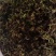 蒲公英，常年批发供应药食同源蒲公英中药材量大从优