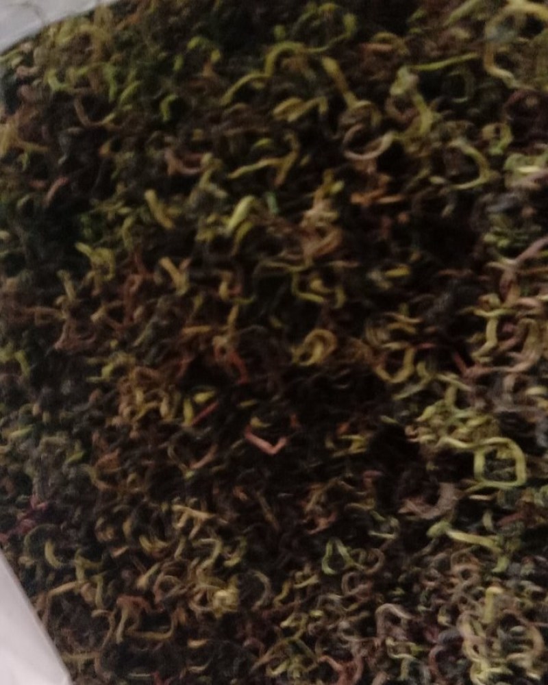 蒲公英，常年批发供应药食同源蒲公英中药材量大从优