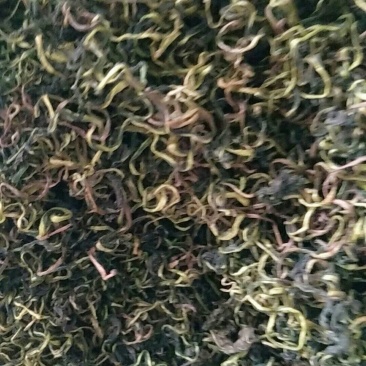 蒲公英，常年批发供应药食同源蒲公英中药材