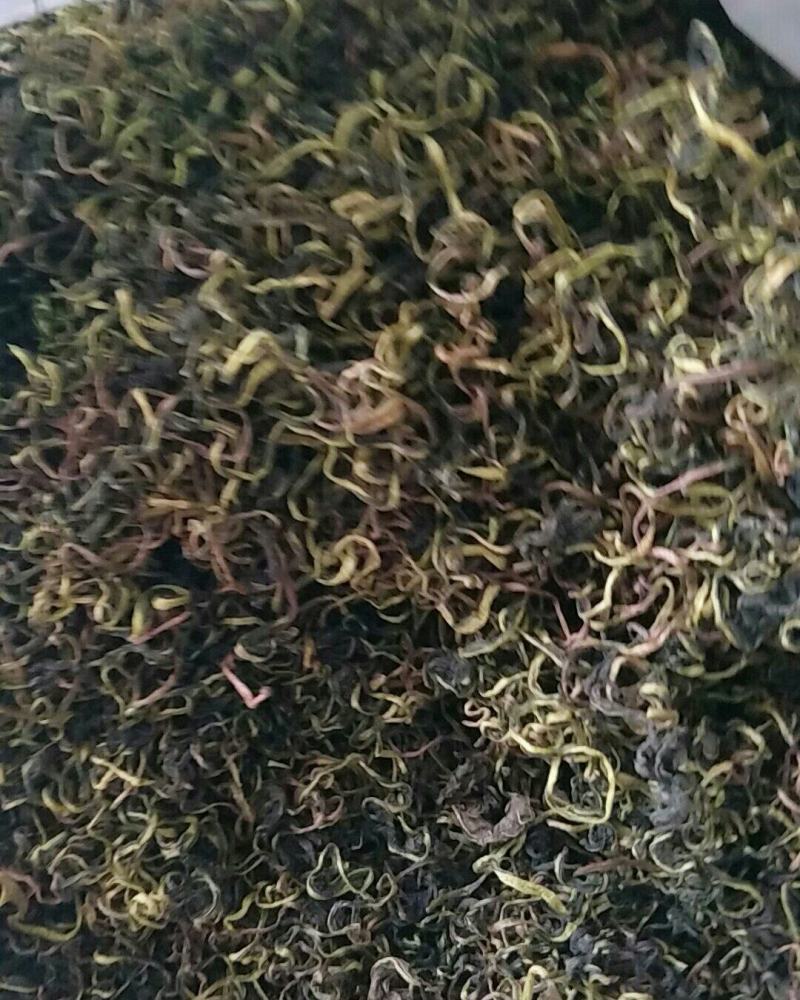 蒲公英，常年批发供应药食同源蒲公英中药材