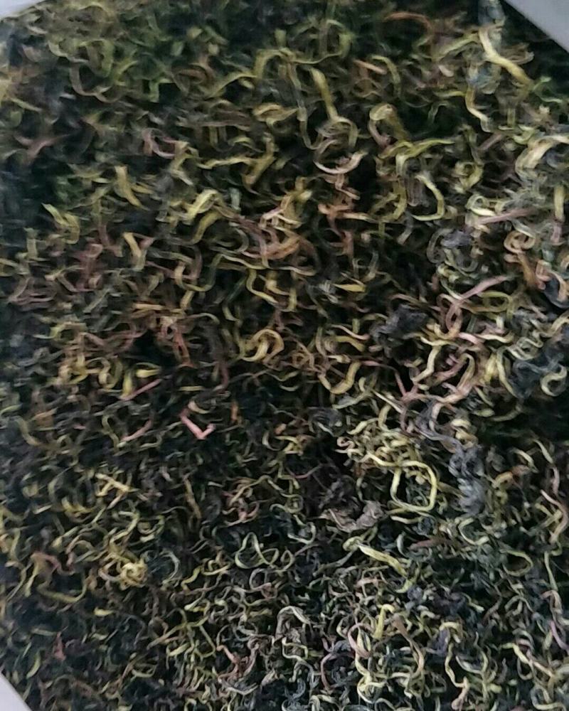 蒲公英，常年批发供应药食同源蒲公英中药材