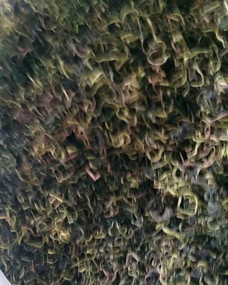 蒲公英，常年批发供应药食同源蒲公英中药材