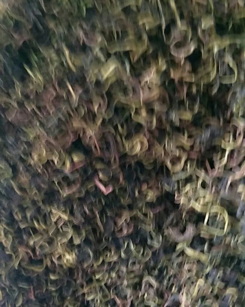 蒲公英，常年批发供应药食同源蒲公英中药材