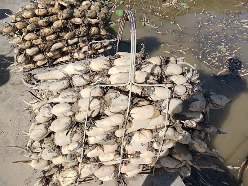 广西博白精品莲藕，粉藕，产地直销，价格便宜，一手货源