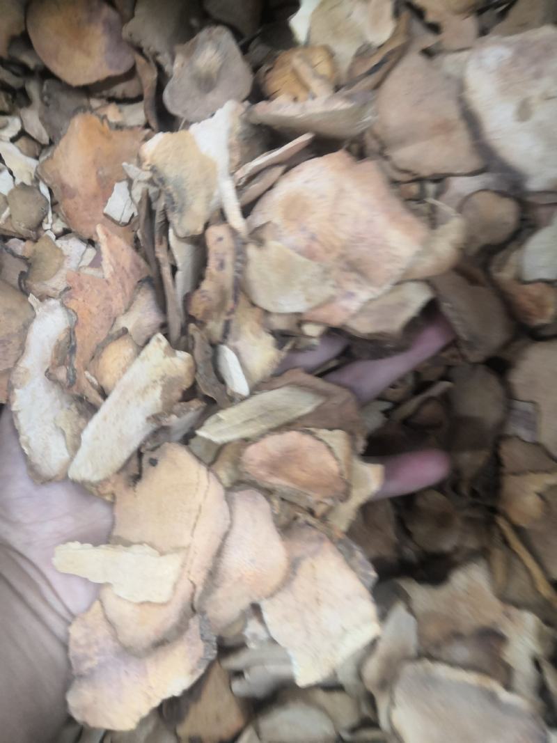 土茯苓土茯苓茯苓各种中药材