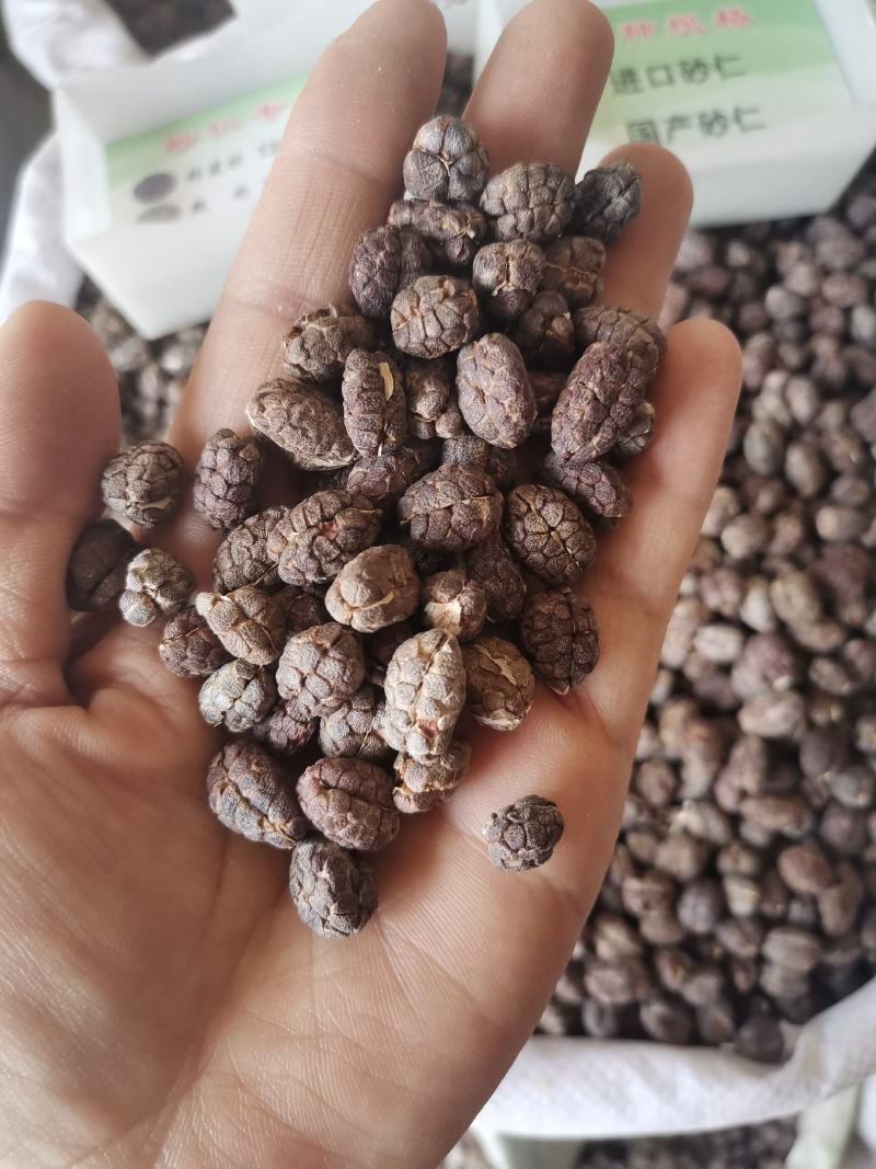中药材砂仁去皮无碎粒干货规格齐全实物拍摄包邮