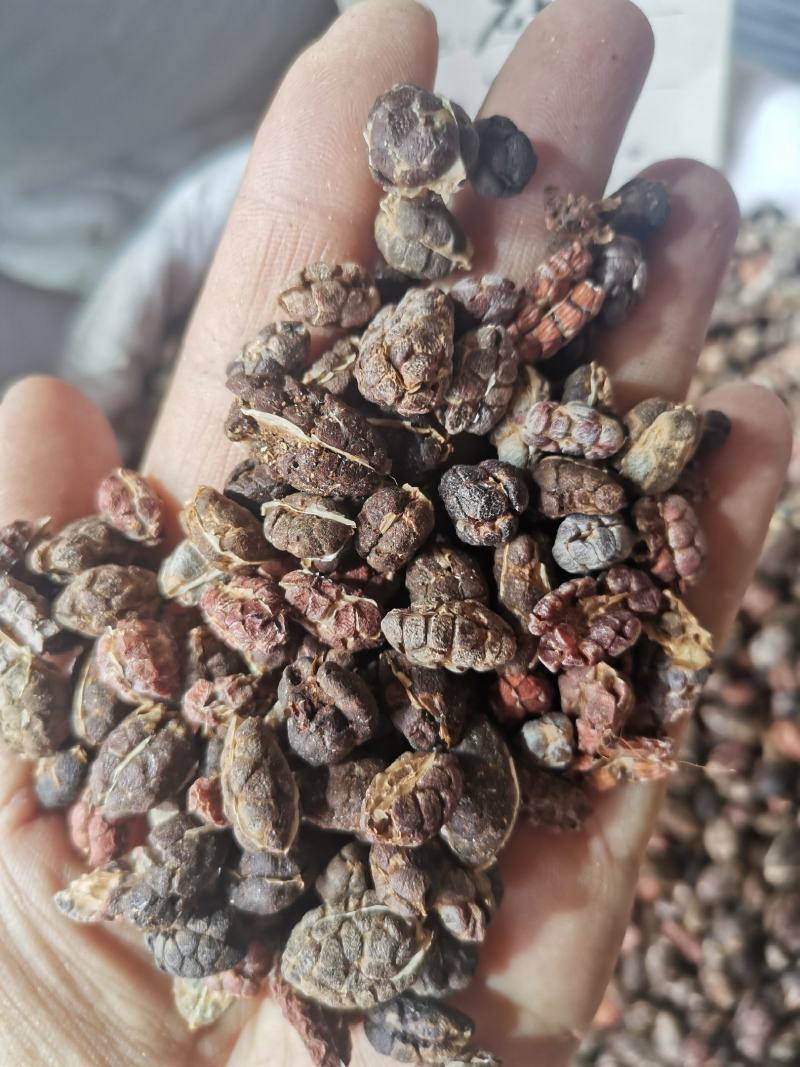 中药材砂仁去皮无碎粒干货规格齐全实物拍摄包邮