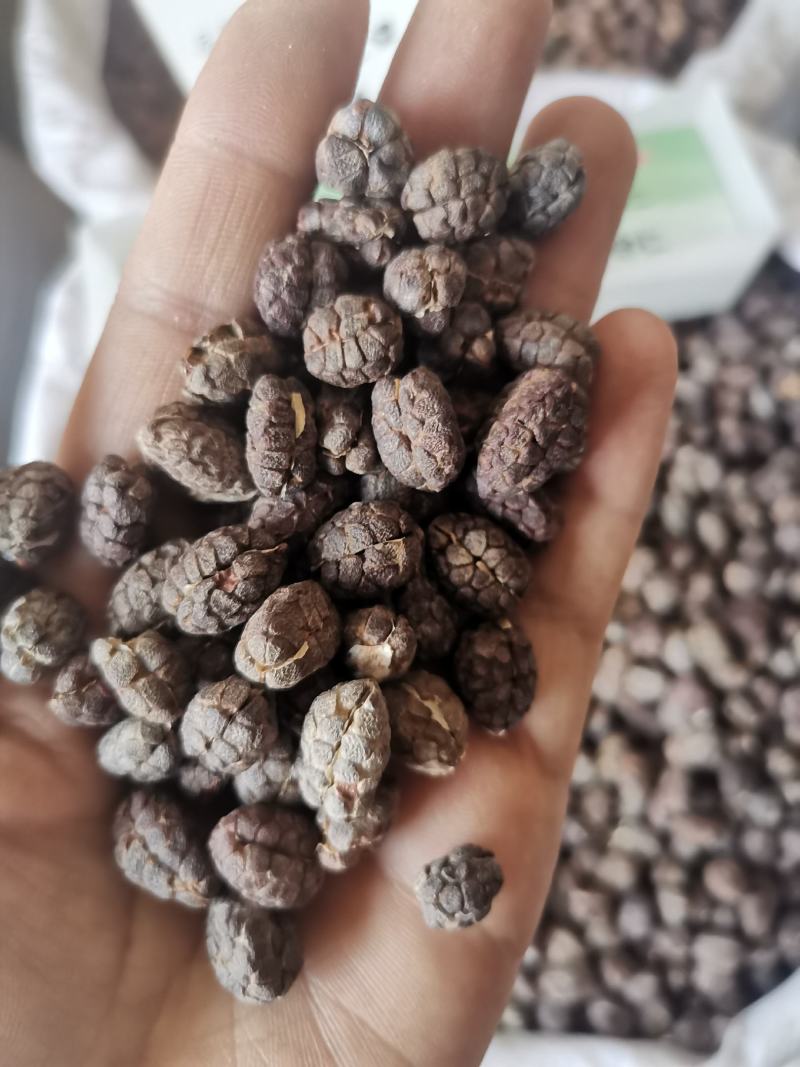 中药材砂仁去皮无碎粒干货规格齐全实物拍摄包邮