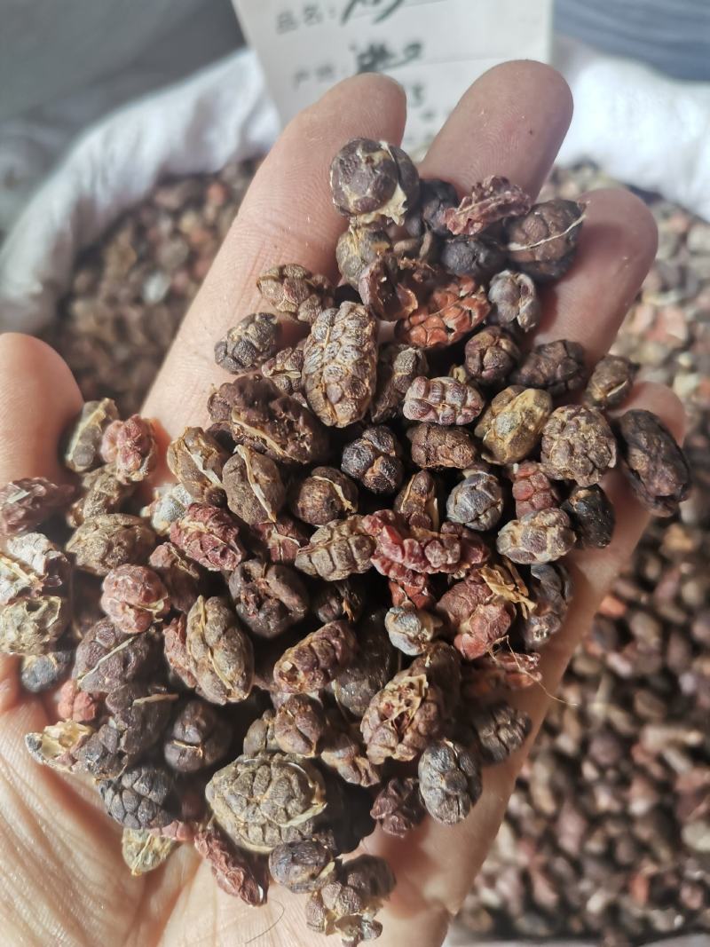 中药材砂仁去皮无碎粒干货规格齐全实物拍摄包邮