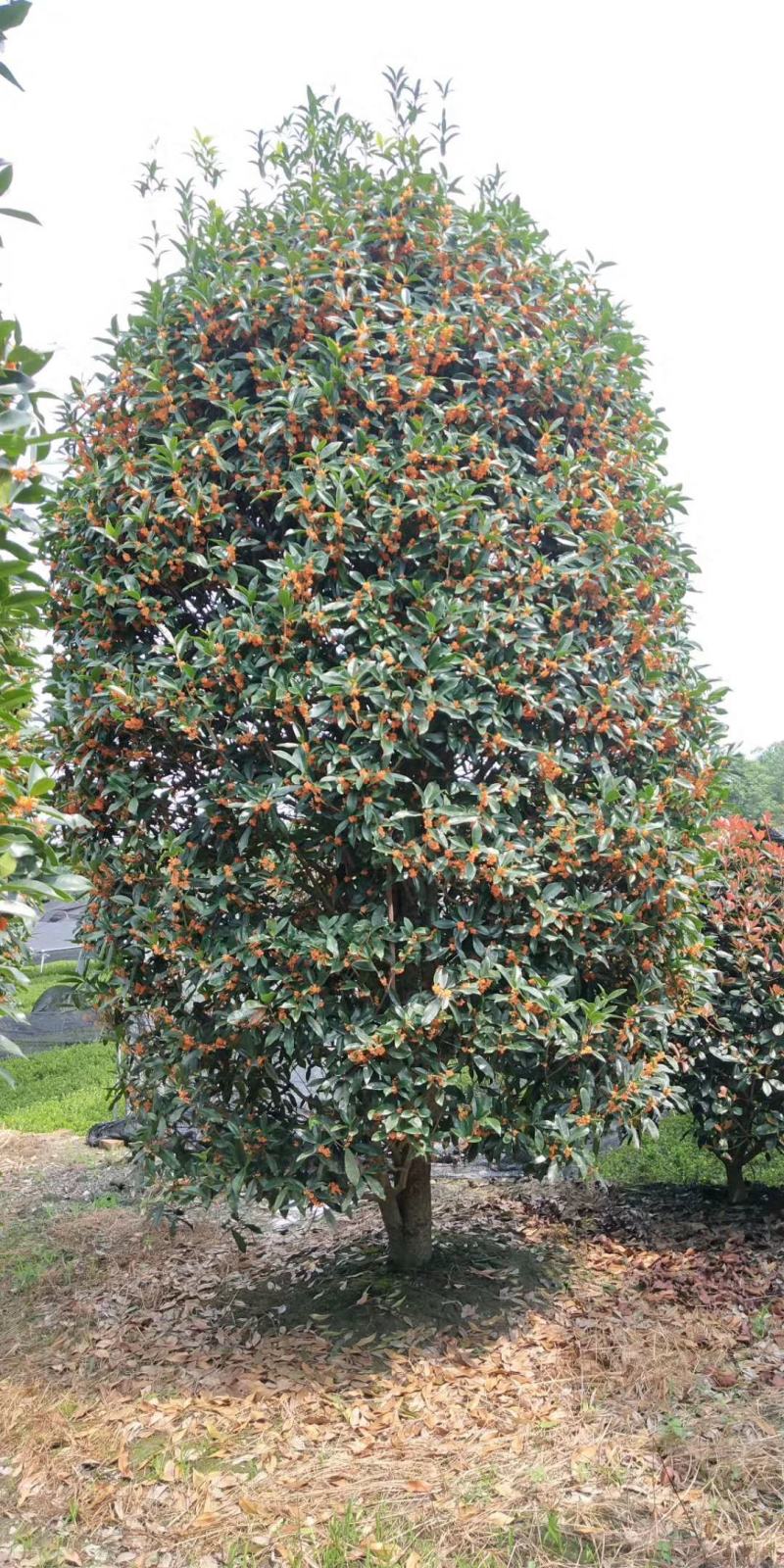 丹桂（金桂）出售开红花的桂花产地直销价格优惠