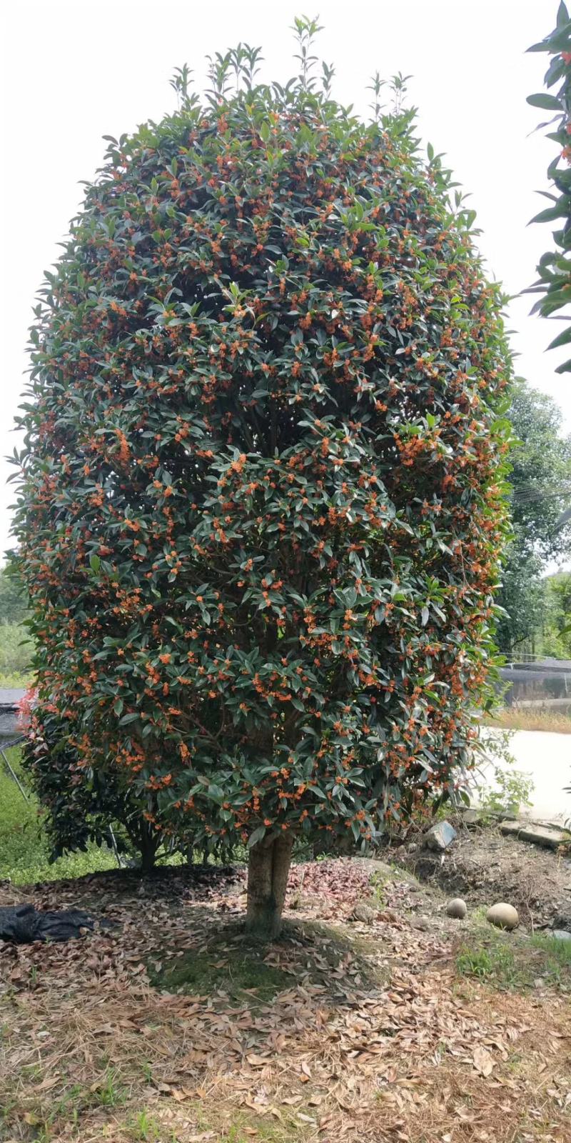 丹桂（金桂）出售开红花的桂花产地直销价格优惠