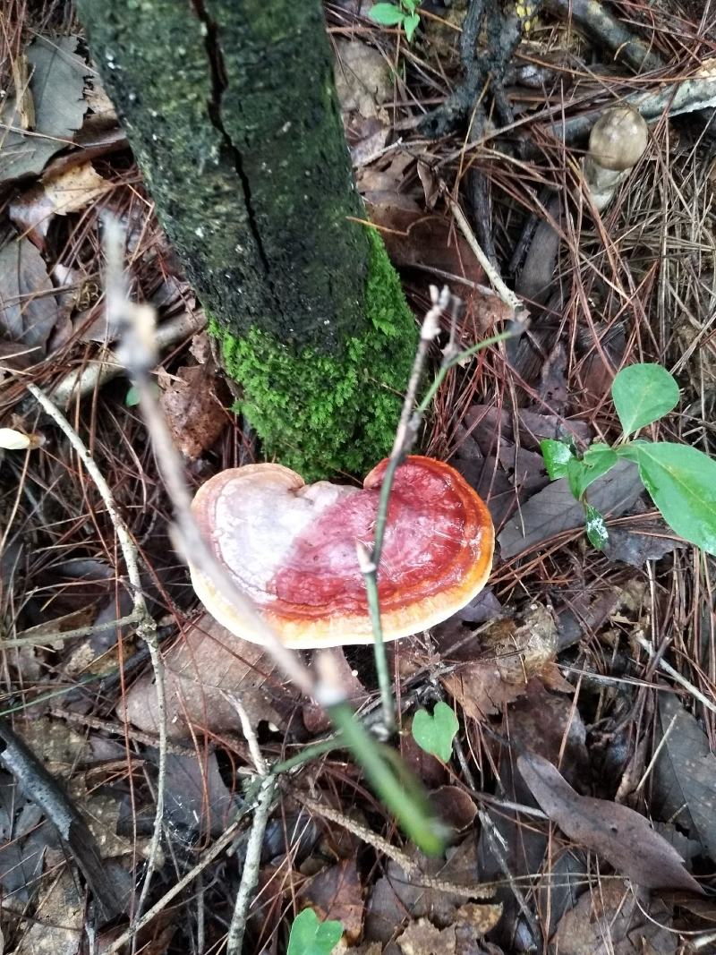 野生灵芝药用灵芝