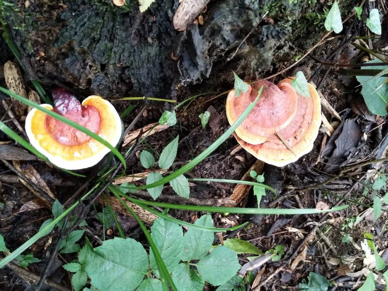 野生灵芝药用灵芝