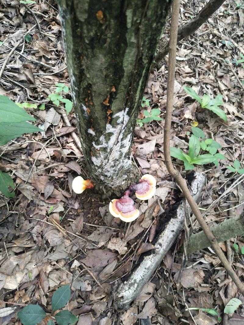 野生灵芝药用灵芝