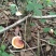 野生灵芝药用灵芝