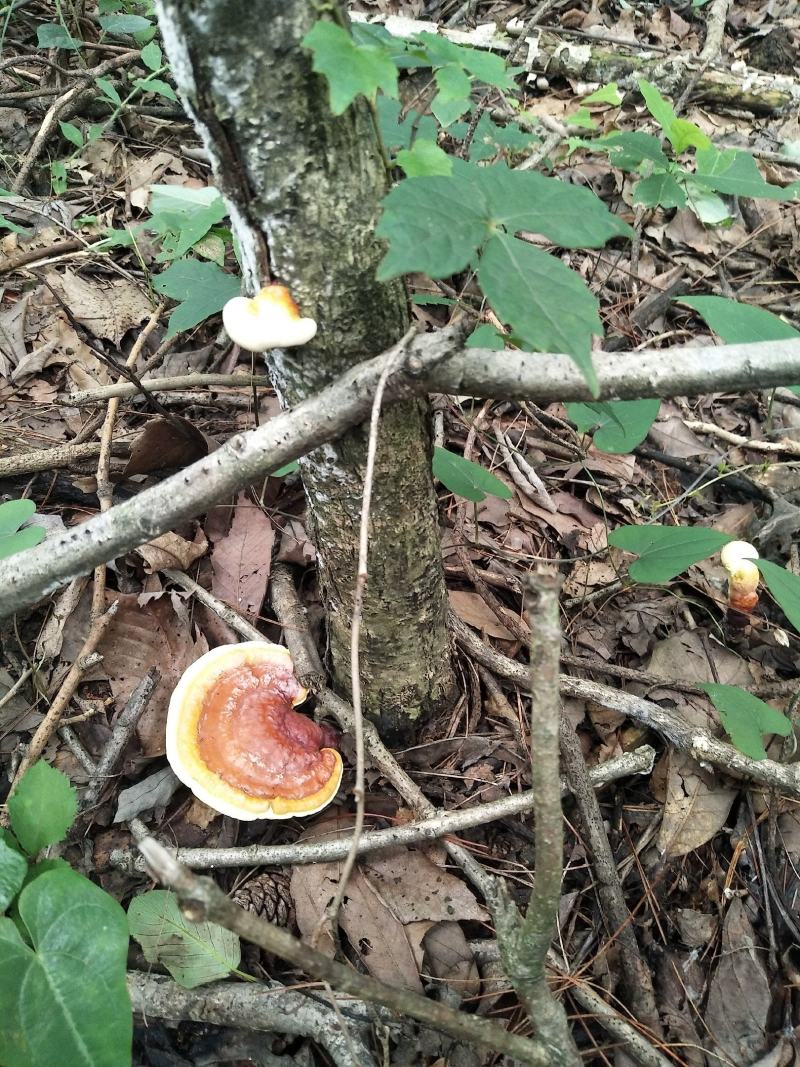 野生灵芝药用灵芝
