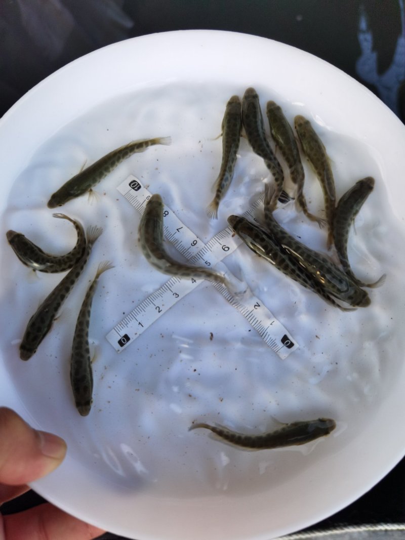 黑鱼苗生鱼苗淡水养殖乌鱼苗大量现货供应食用鱼苗优质黑鱼苗