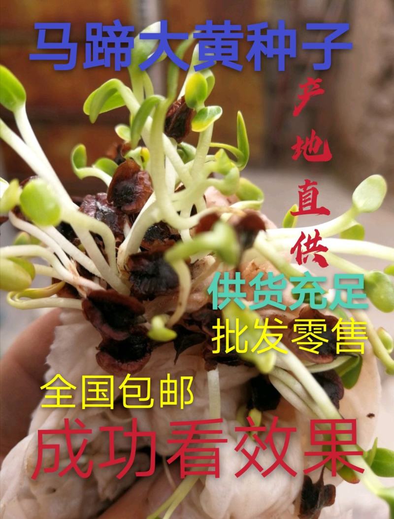 马蹄大黄新种子，99%发芽率，包品种，包邮费。