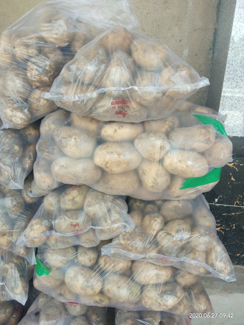 【甘肃土豆】甘肃优质土豆226、沃土、希森！大量上市中！