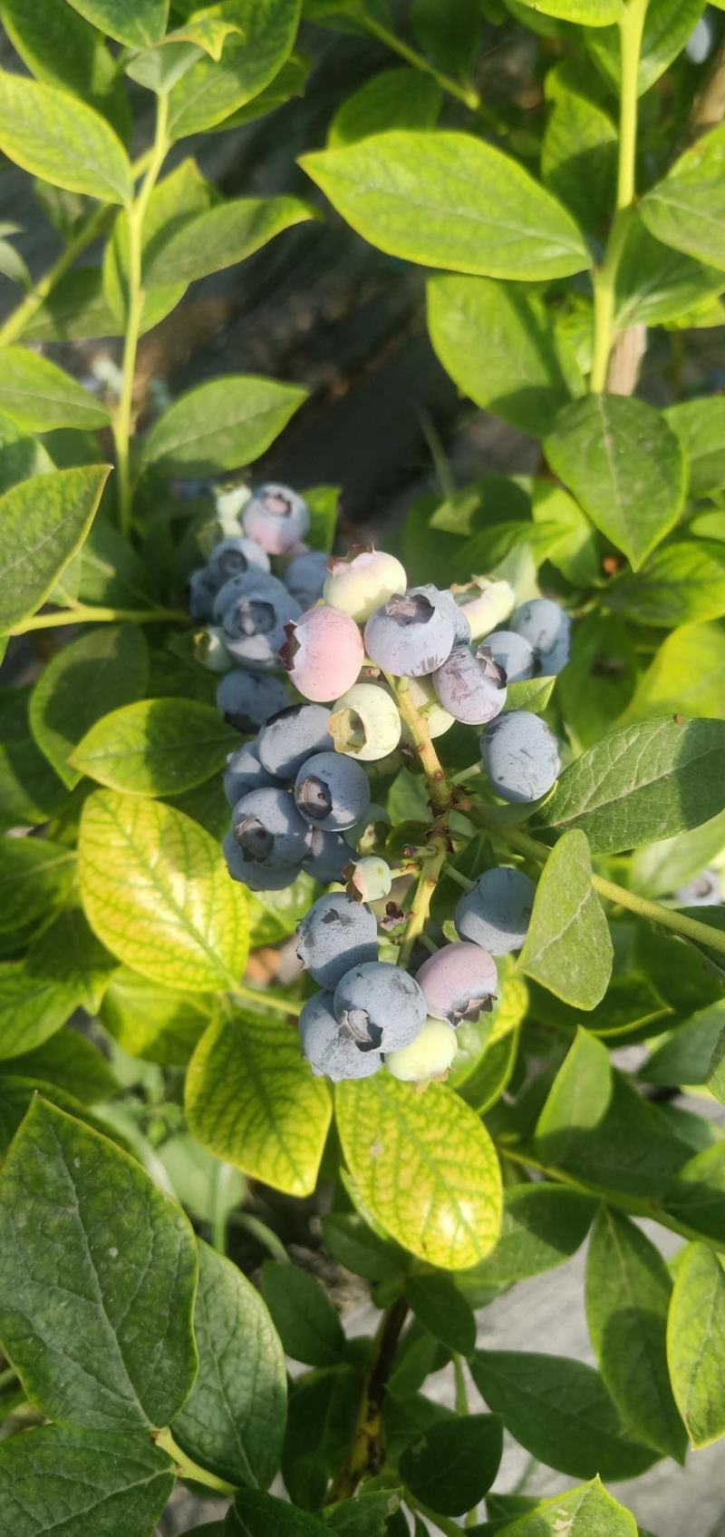 蓝莓苗基地杜克瑞卡大果蓝金莱克西薄务各种蓝莓苗批发