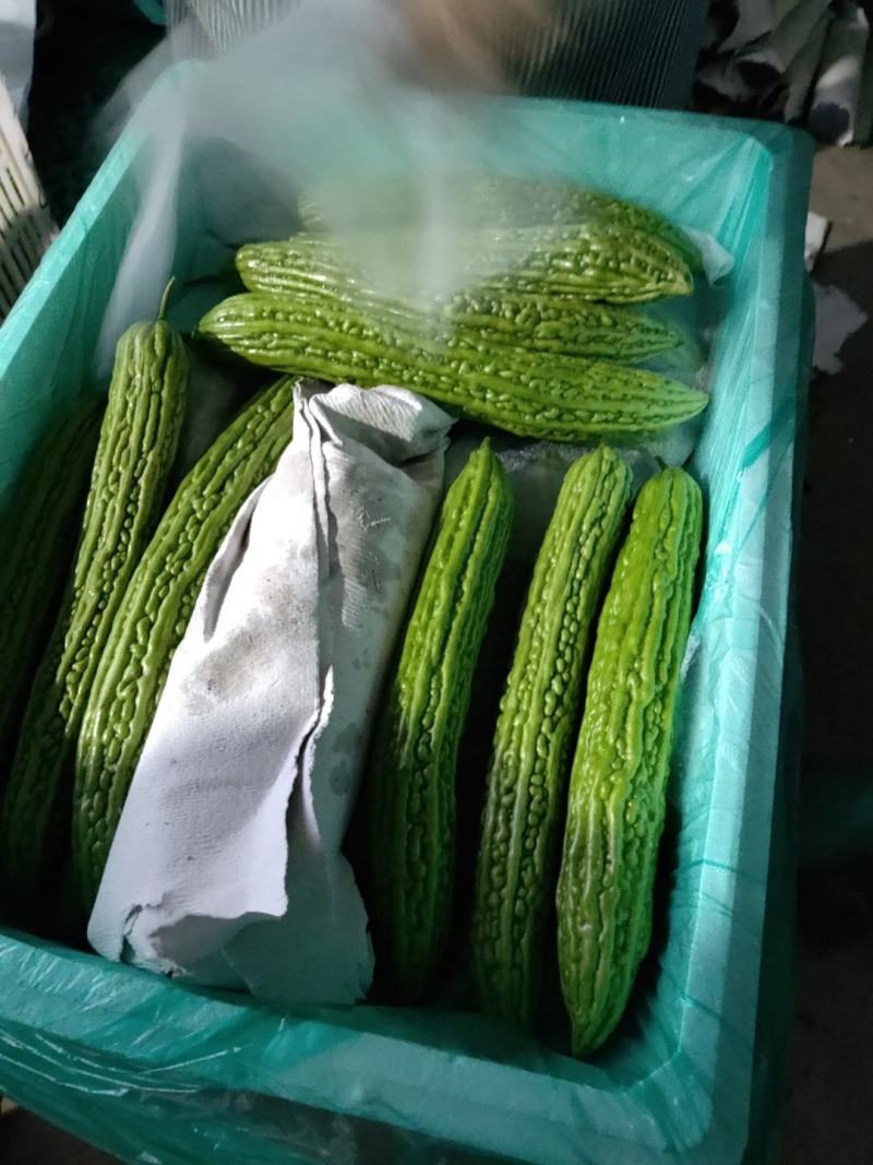 （优选）精品苦瓜产地直发大量上市中，质量好欢迎联系
