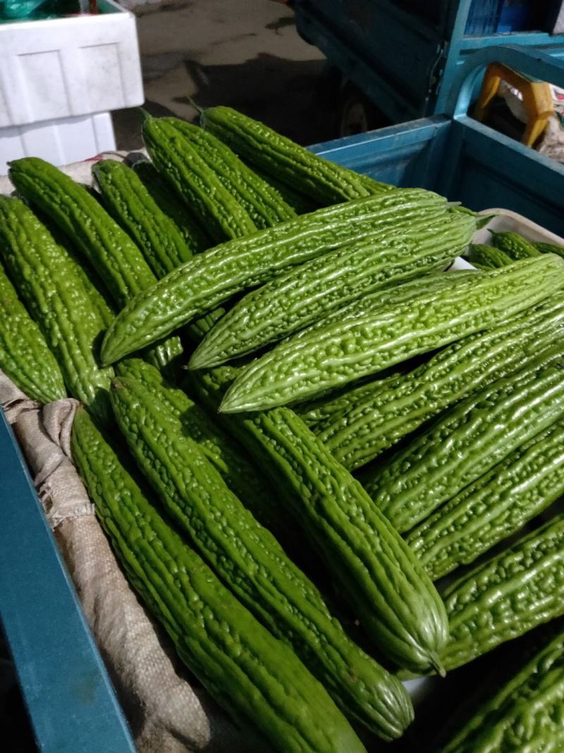 （优选）精品苦瓜产地直发大量上市中，质量好欢迎联系