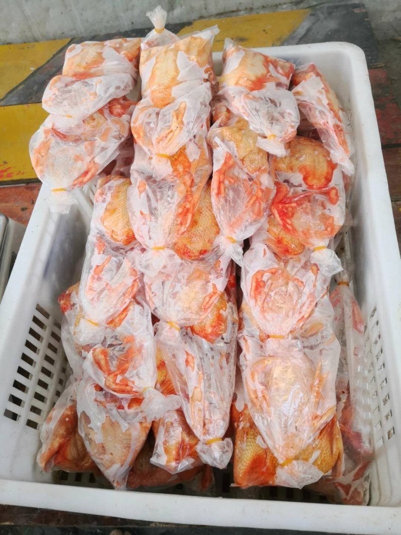 淘汰鸽子，半净膛，全净膛，厂家直接发货。价格美丽