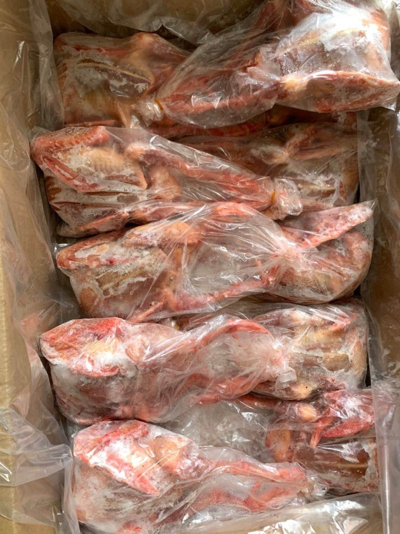 淘汰鸽子，半净膛，全净膛，厂家直接发货。价格美丽