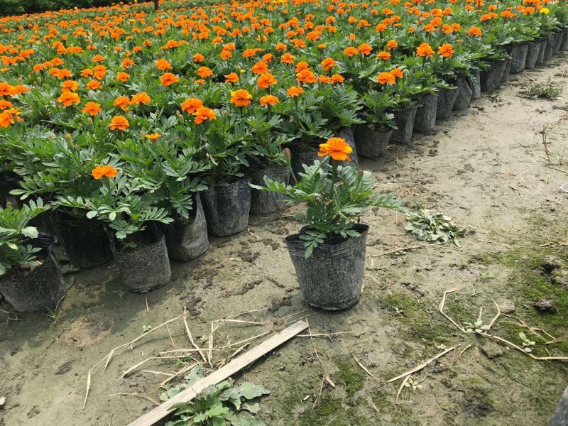 孔雀草，孔雀草杯苗批发，孔雀草种植基地直销