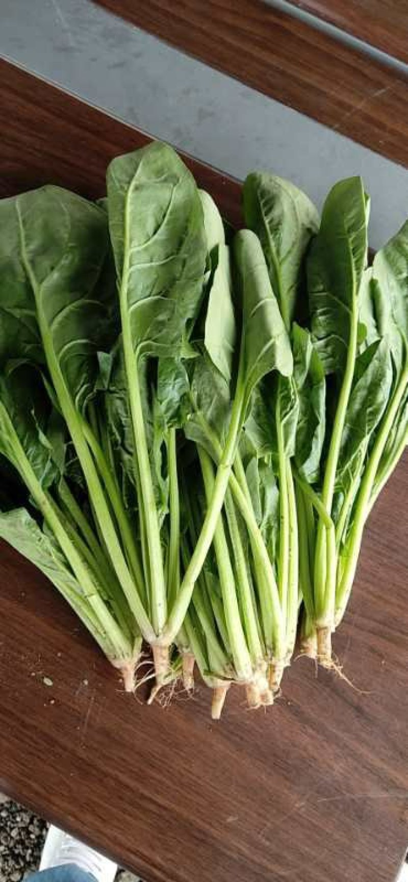 菠菜20~25厘米